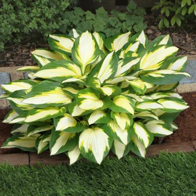 Hosta 'Color Festival'